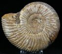 Perisphinctes Ammonite - Jurassic #22825-1